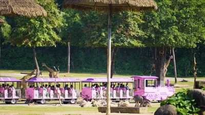 4万公里 ，100%出勤率！宇通观光车助力长隆打造沉浸式生态之旅